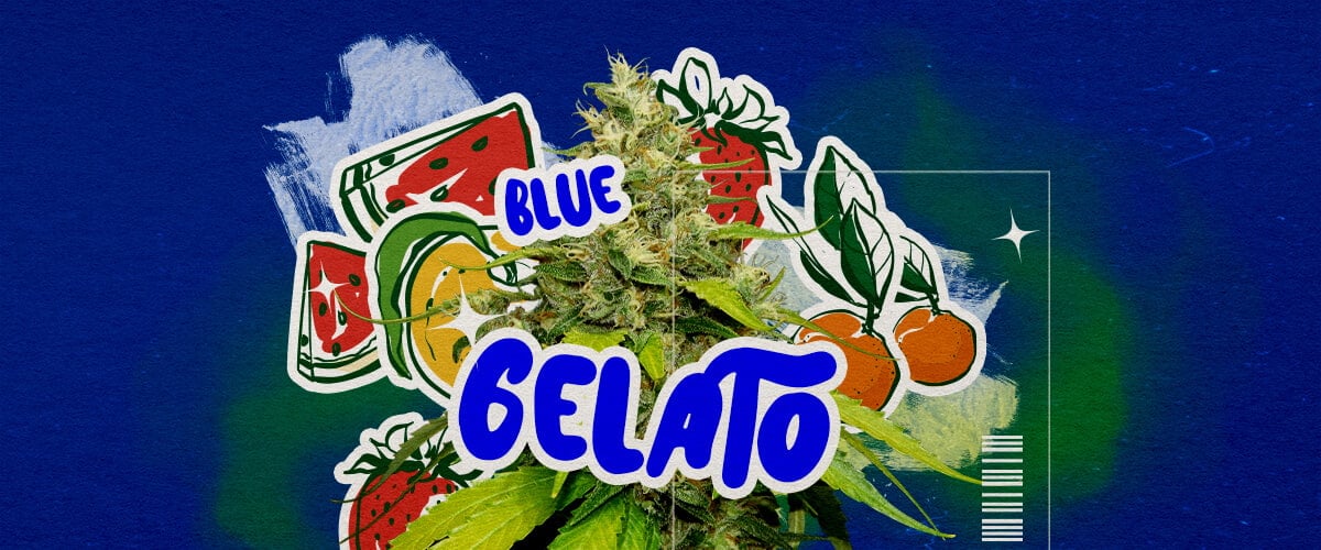 Une illustration d'un bourgeon de cannabis Blue Gelato avec des teintes violettes, des pistils orange et des trichomes denses, présentant des éléments d'arôme fruité de myrtille et crémeux, sur un fond vert, mettant en valeur son apparence et son arôme.
