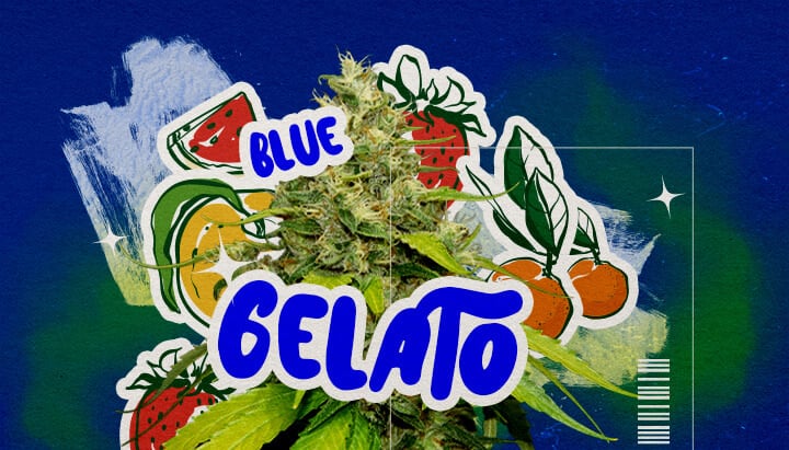 Une illustration d'un bourgeon de cannabis Blue Gelato avec des teintes violettes, des pistils orange et des trichomes denses, présentant des éléments d'arôme fruité de myrtille et crémeux, sur un fond vert, mettant en valeur son apparence et son arôme.