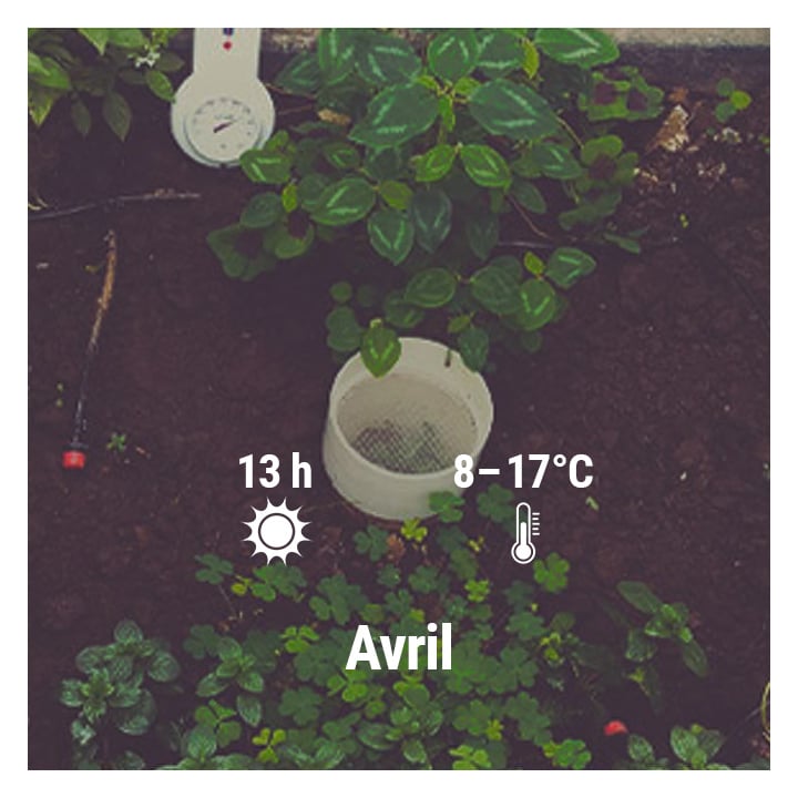 How To Grow Cannabis Outdoors In France, March, April, May