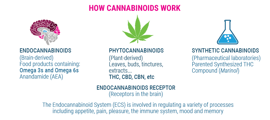 Comment fonctionnent les cannabinoïdes