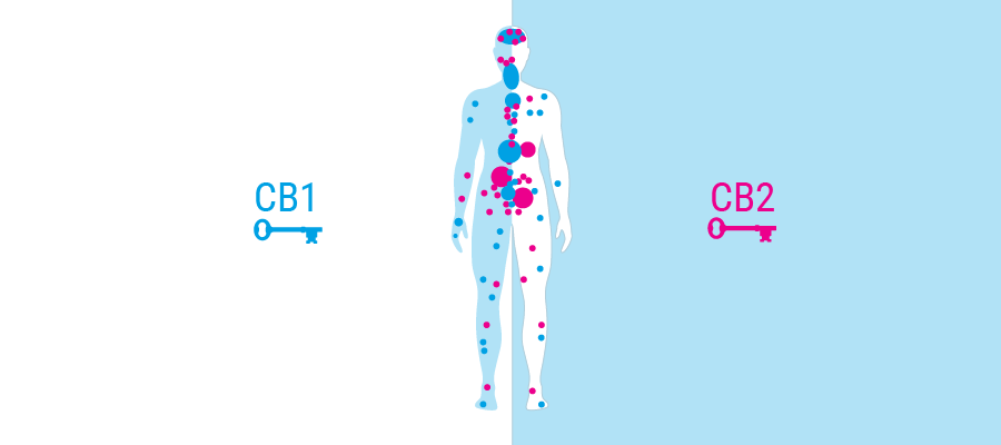 Système cannabinoïde des récepteurs corporels