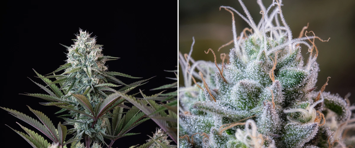 Structure des têtes d’Astro Lemonade F1 : trichomes givrés Tête de cannabis Astro Lemonade F1 avec des fleurs denses et résineuses, des trichomes givrés, des pistils blancs et un feuillage violet-vert sur fond sombre.