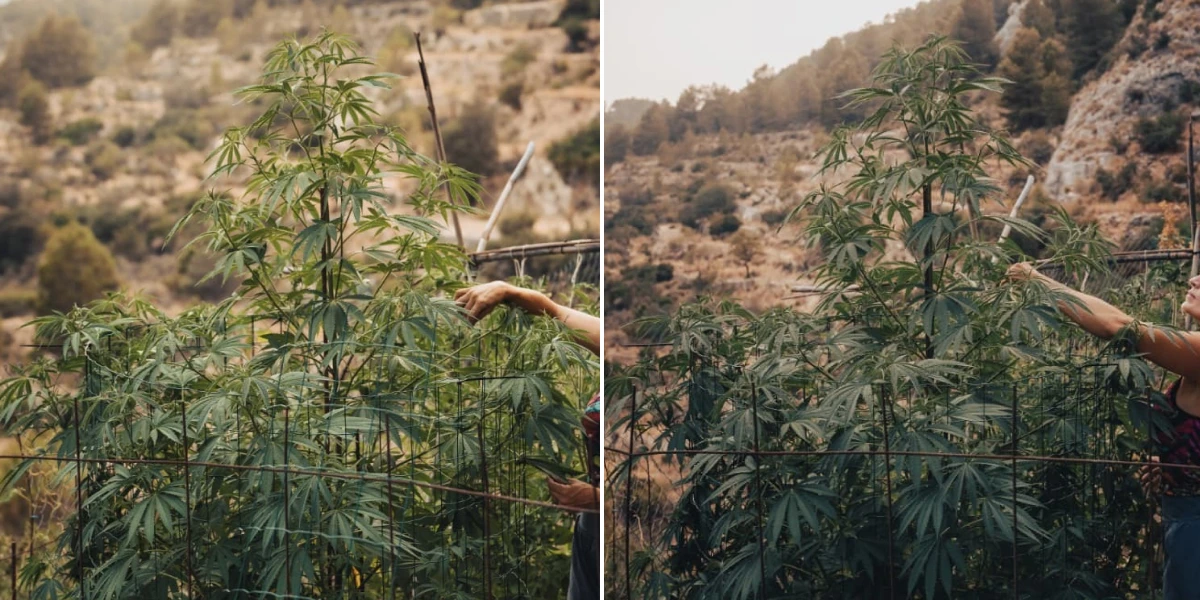Hauteur finale d’Astro Lemonade F1 : grande croissance en extérieur Plant de cannabis Astro Lemonade F1 montrant une grande hauteur finale, une forte ramification, un feuillage vert et une croissance extérieure vigoureuse.
