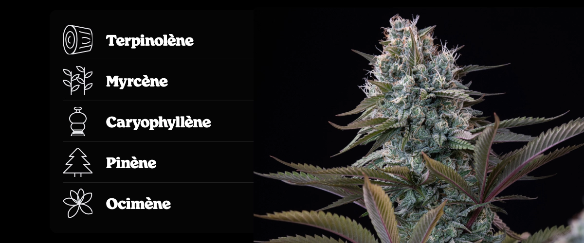 Profil terpénique d’Astro Lemonade F1 : arômes de citron Tête de cannabis Astro Lemonade F1 avec profil terpénique indiquant le terpinolène, l’ocimène, le caryophyllène, le myrcène et le pinène.