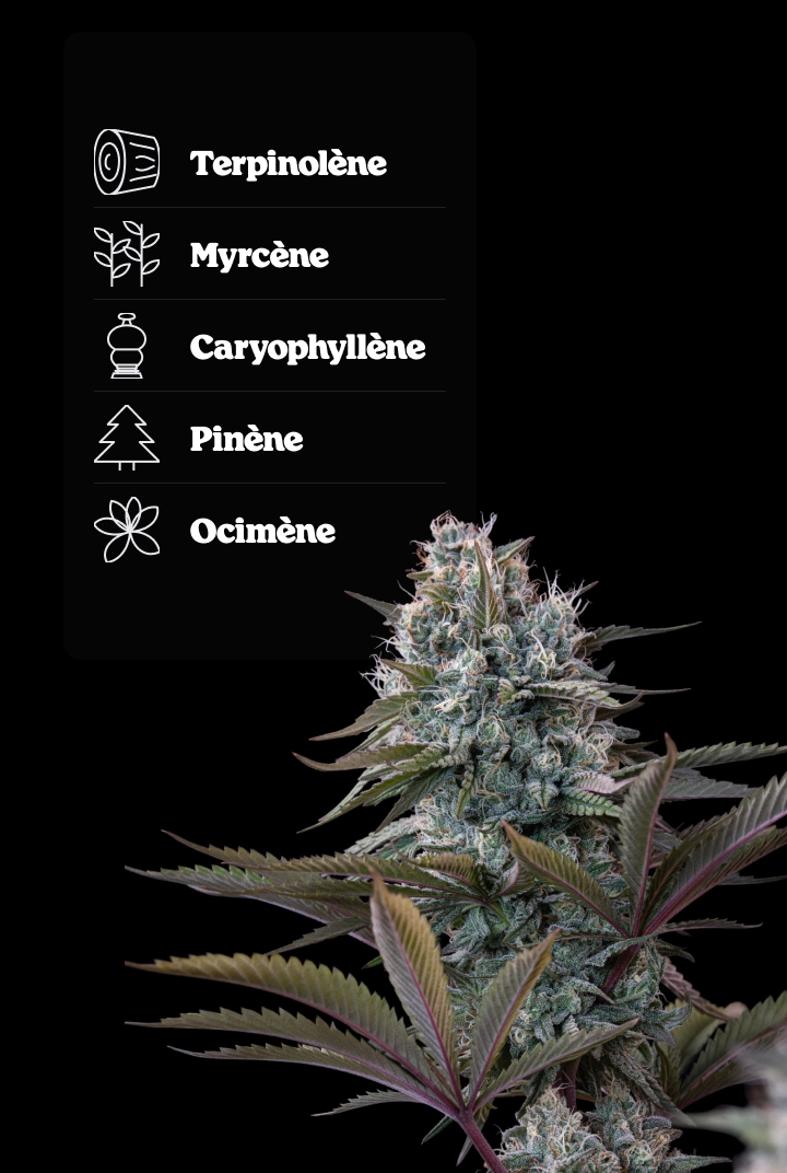 Profil terpénique d’Astro Lemonade F1 : arômes de citron Tête de cannabis Astro Lemonade F1 avec profil terpénique indiquant le terpinolène, l’ocimène, le caryophyllène, le myrcène et le pinène.