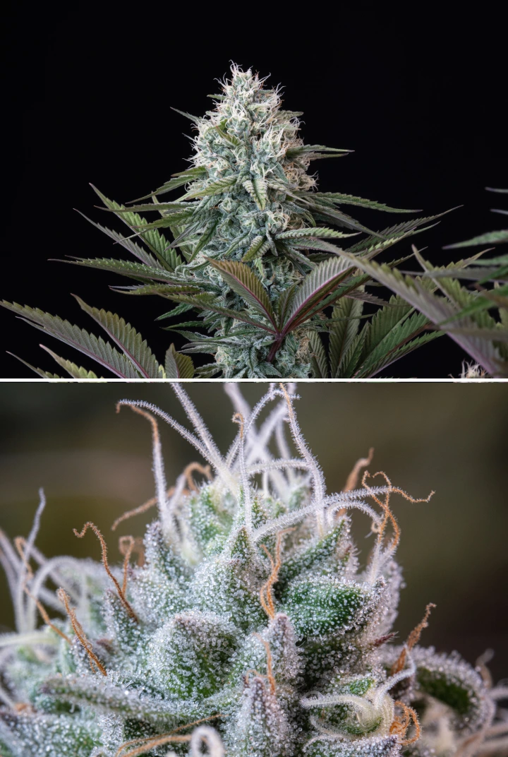 Structure des têtes d’Astro Lemonade F1 : trichomes givrés Tête de cannabis Astro Lemonade F1 avec des fleurs denses et résineuses, des trichomes givrés, des pistils blancs et un feuillage violet-vert sur fond sombre.