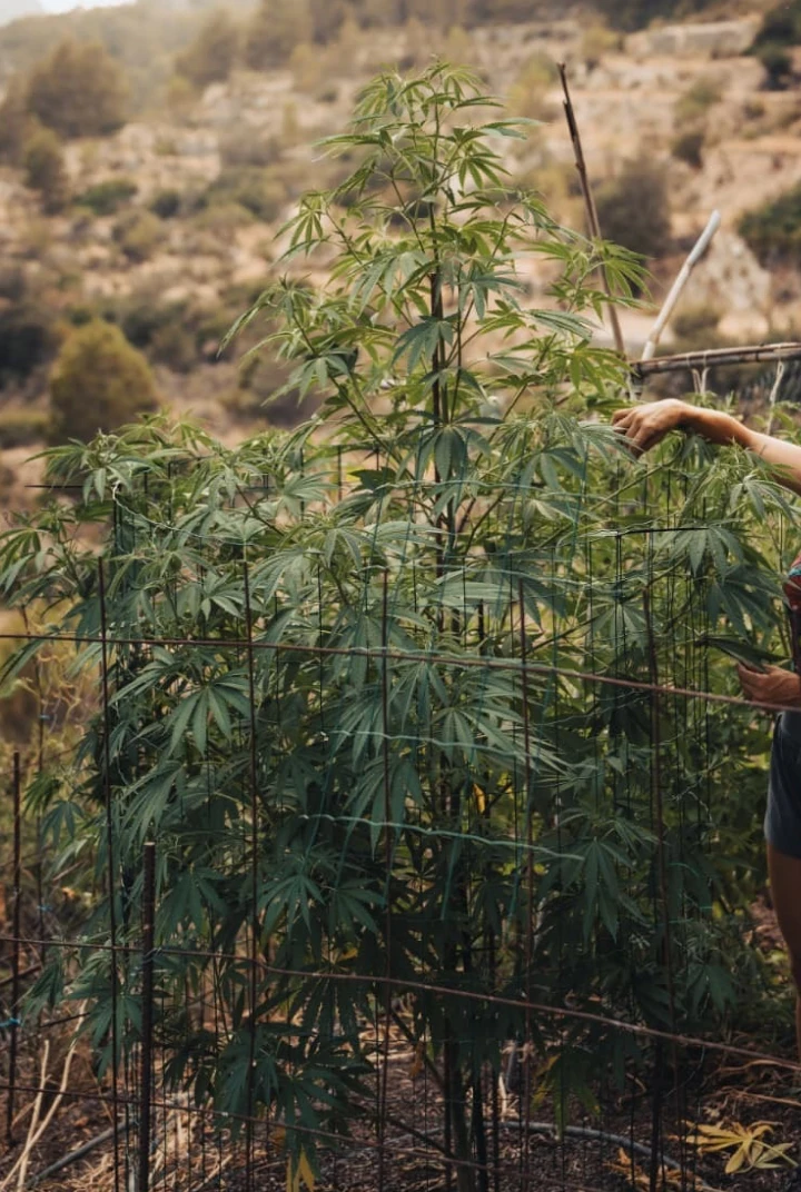 Hauteur finale d’Astro Lemonade F1 : grande croissance en extérieur Plant de cannabis Astro Lemonade F1 montrant une grande hauteur finale, une forte ramification, un feuillage vert et une croissance extérieure vigoureuse.