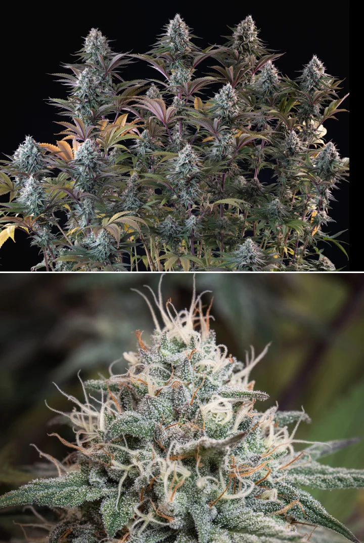 Astro Lemonade F1 : têtes denses et résineuses Plant de cannabis Astro Lemonade F1 avec des têtes denses et givrées, des pistils blancs, des feuilles violettes et une forte production de résine sur fond sombre.