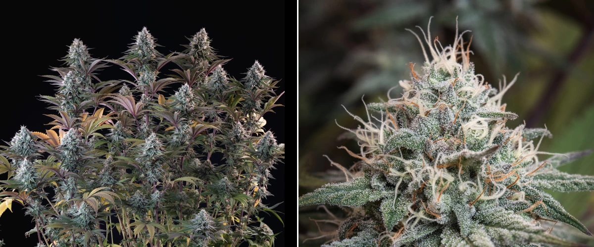 Astro Lemonade F1 : têtes denses et résineuses Plant de cannabis Astro Lemonade F1 avec des têtes denses et givrées, des pistils blancs, des feuilles violettes et une forte production de résine sur fond sombre.