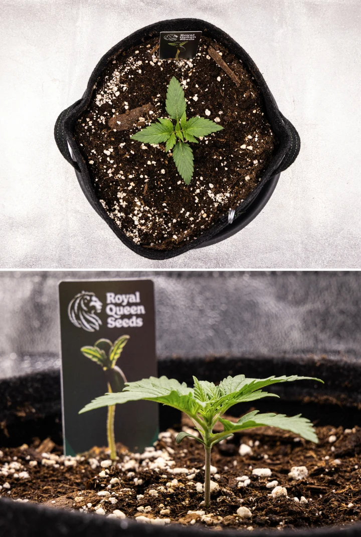 Grow report Atlas F1 : semaine 1, stade de jeune plant Jeune plant de cannabis Atlas F1 poussant dans un pot en tissu pendant la semaine 1 du grow report, montrant le développement précoce des feuilles, un sol sain, de la perlite et une étiquette Royal Queen Seeds.