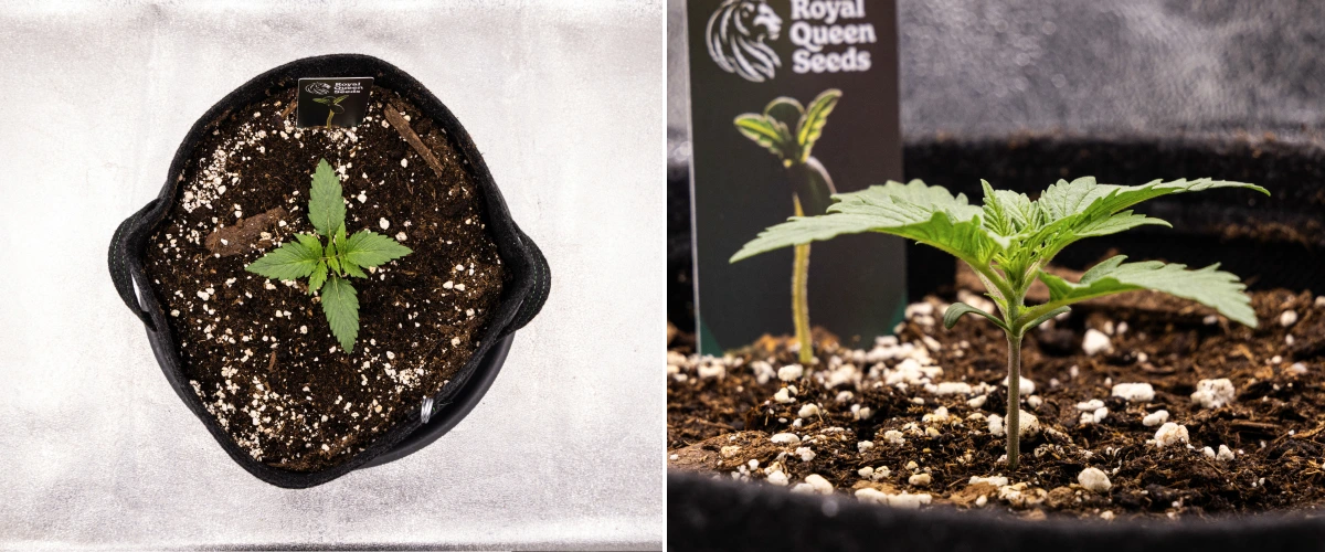 Grow report Atlas F1 : semaine 1, stade de jeune plant Jeune plant de cannabis Atlas F1 poussant dans un pot en tissu pendant la semaine 1 du grow report, montrant le développement précoce des feuilles, un sol sain, de la perlite et une étiquette Royal Queen Seeds.