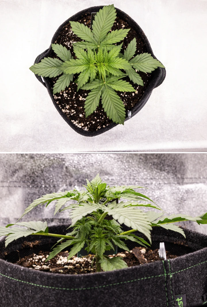 Grow report Atlas F1 : semaine 2, croissance végétative Plant de cannabis Atlas F1 poussant dans un pot en tissu pendant la semaine 2 du grow report, montrant une croissance végétative saine, de larges feuilles vertes, un sol avec de la perlite et une structure compacte.