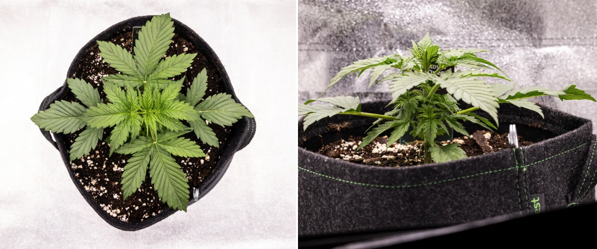Grow report Atlas F1 : semaine 2, croissance végétative Plant de cannabis Atlas F1 poussant dans un pot en tissu pendant la semaine 2 du grow report, montrant une croissance végétative saine, de larges feuilles vertes, un sol avec de la perlite et une structure compacte.