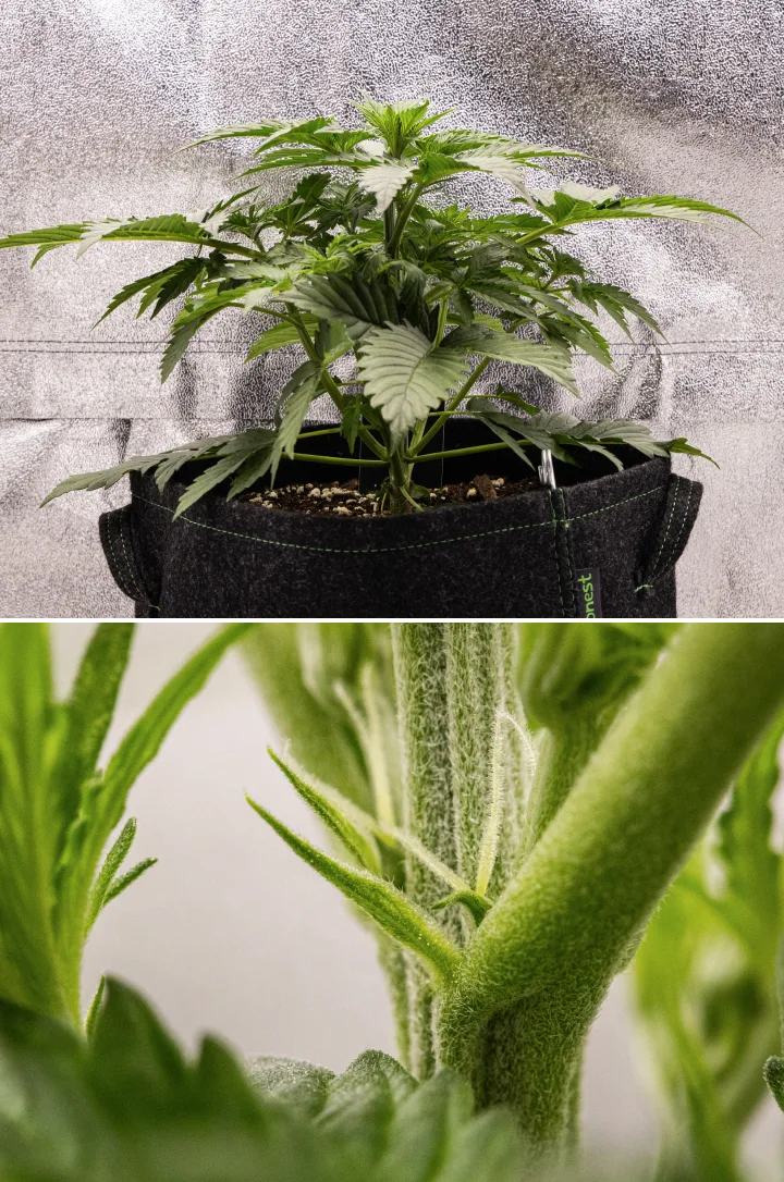 Grow report Atlas F1 : semaine 3, début de floraison Plant de cannabis Atlas F1 poussant dans un pot en tissu pendant la semaine 3 du grow report, montrant une croissance compacte, les premiers signes de floraison, des pistils blancs et un feuillage vert sain.