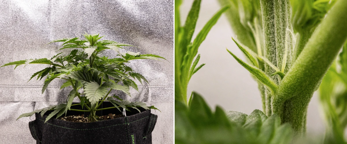 Grow report Atlas F1 : semaine 3, début de floraison Plant de cannabis Atlas F1 poussant dans un pot en tissu pendant la semaine 3 du grow report, montrant une croissance compacte, les premiers signes de floraison, des pistils blancs et un feuillage vert sain.
