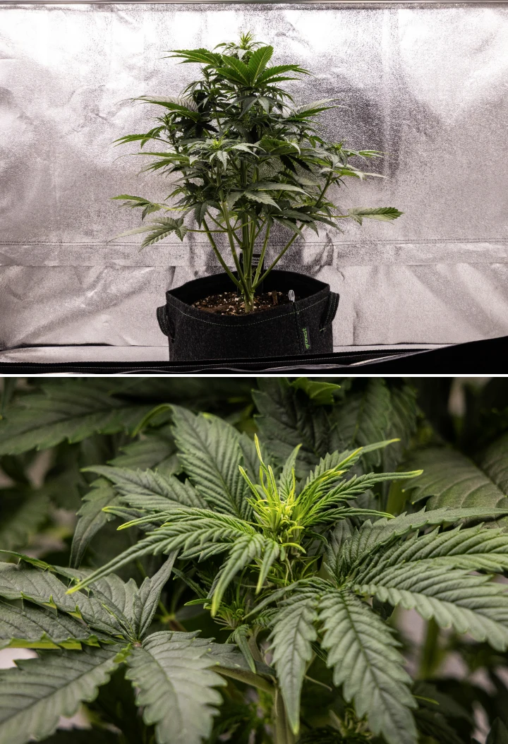 Grow report Atlas F1 : semaine 4, stretch de floraison Plant de cannabis Atlas F1 poussant dans un pot en tissu pendant la semaine 4 du grow report, montrant une forte croissance verticale, une formation précoce des têtes, des feuilles vertes saines et des sites de floraison visibles.