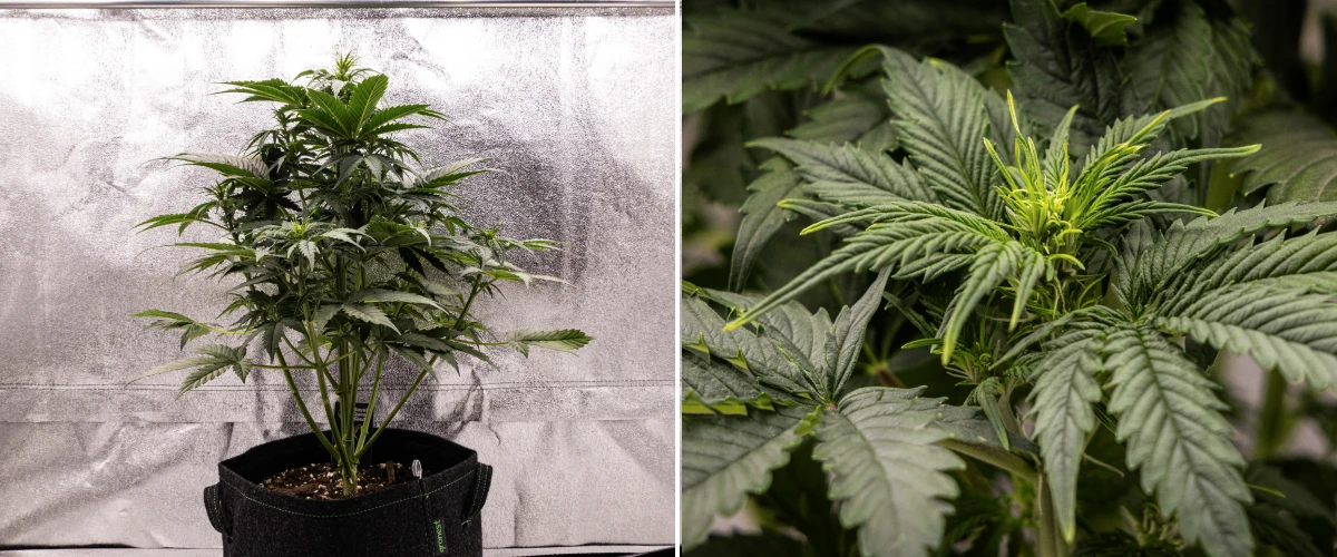 Grow report Atlas F1 : semaine 4, stretch de floraison Plant de cannabis Atlas F1 poussant dans un pot en tissu pendant la semaine 4 du grow report, montrant une forte croissance verticale, une formation précoce des têtes, des feuilles vertes saines et des sites de floraison visibles.