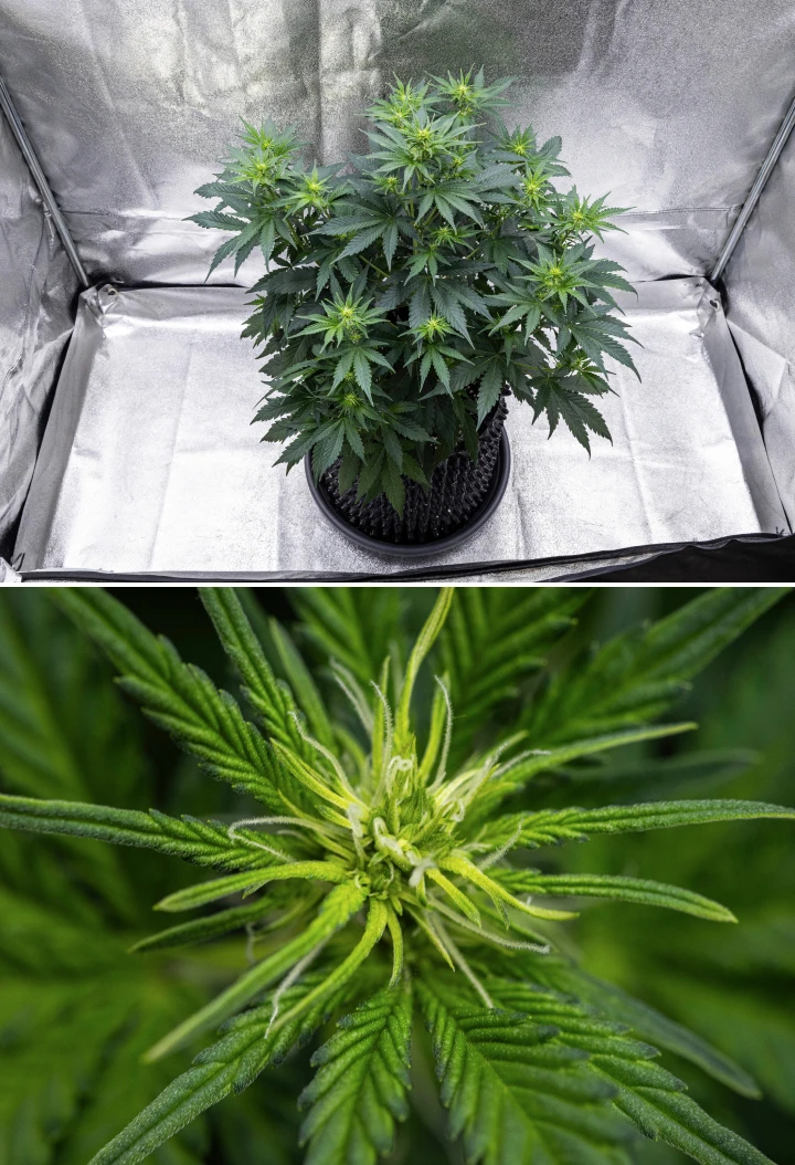 Grow report Atlas F1 : semaine 5, développement des têtes Plant de cannabis Atlas F1 poussant dans un pot en tissu pendant la semaine 5 du grow report, montrant plusieurs sites de floraison, des têtes en développement, des pistils blancs et un feuillage vert sain.