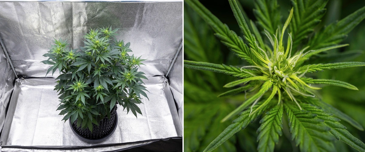 Grow report Atlas F1 : semaine 5, développement des têtes Plant de cannabis Atlas F1 poussant dans un pot en tissu pendant la semaine 5 du grow report, montrant plusieurs sites de floraison, des têtes en développement, des pistils blancs et un feuillage vert sain.