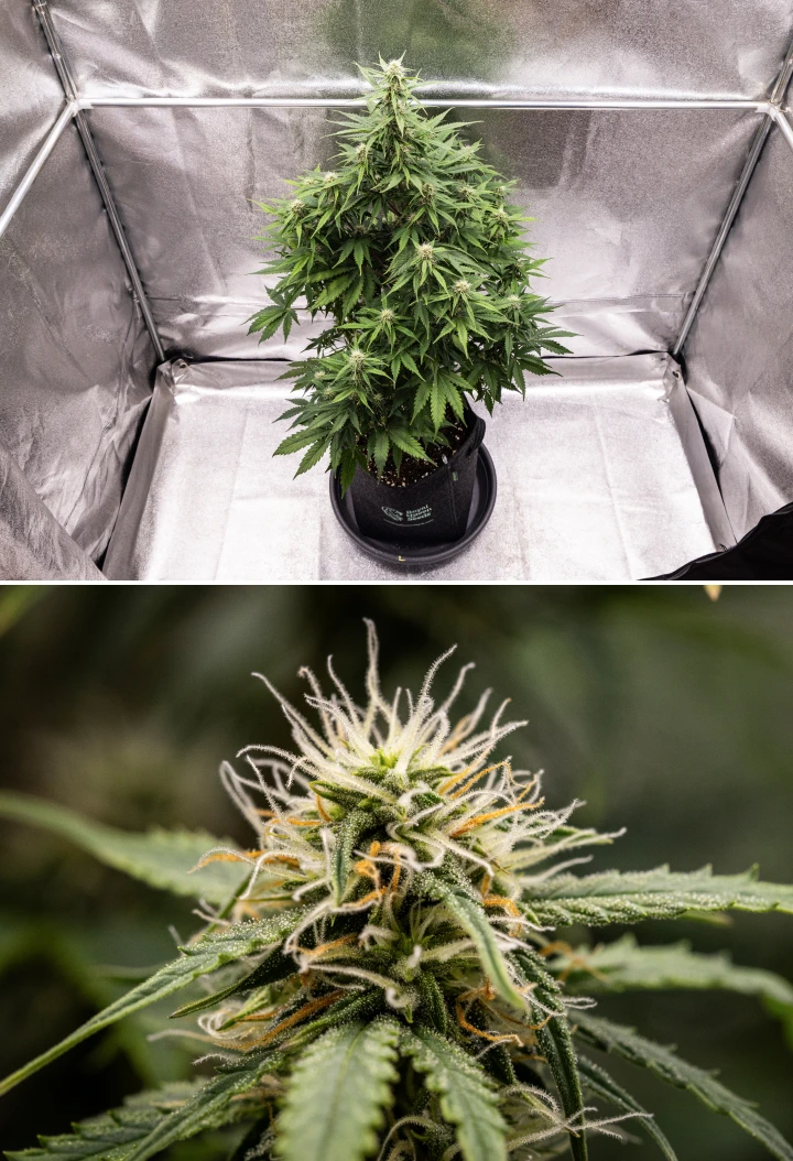 Grow report Atlas F1 : semaine 6, têtes résineuses Plant de cannabis Atlas F1 poussant dans un pot en tissu pendant la semaine 6 du grow report, montrant un développement dense des têtes, des pistils blancs et orange, des trichomes résineux et une floraison saine.