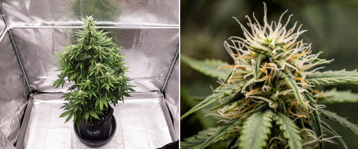 Grow report Atlas F1 : semaine 6, têtes résineuses Plant de cannabis Atlas F1 poussant dans un pot en tissu pendant la semaine 6 du grow report, montrant un développement dense des têtes, des pistils blancs et orange, des trichomes résineux et une floraison saine.
