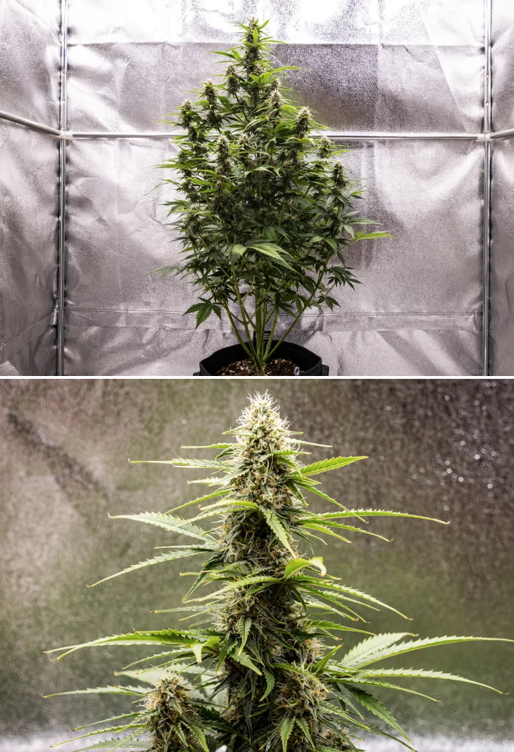 Grow report Atlas F1 : semaine 7, têtes matures Plant de cannabis Atlas F1 poussant dans un pot en tissu pendant la semaine 7 du grow report, montrant un développement avancé des têtes, des fleurs résineuses, des pistils orange et une grande cola centrale.