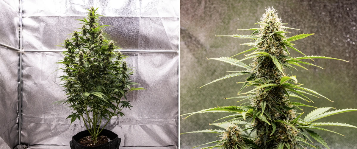 Grow report Atlas F1 : semaine 7, têtes matures Plant de cannabis Atlas F1 poussant dans un pot en tissu pendant la semaine 7 du grow report, montrant un développement avancé des têtes, des fleurs résineuses, des pistils orange et une grande cola centrale.