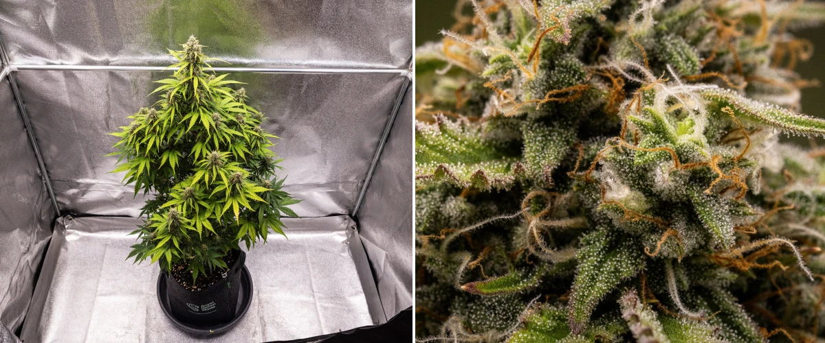 Grow report Atlas F1 : semaine 8, têtes prêtes à récolter Plant de cannabis Atlas F1 poussant dans un pot en tissu pendant la semaine 8 du grow report, montrant des têtes matures givrées, une couverture dense de trichomes, des pistils orange et une floraison prête à être récoltée.