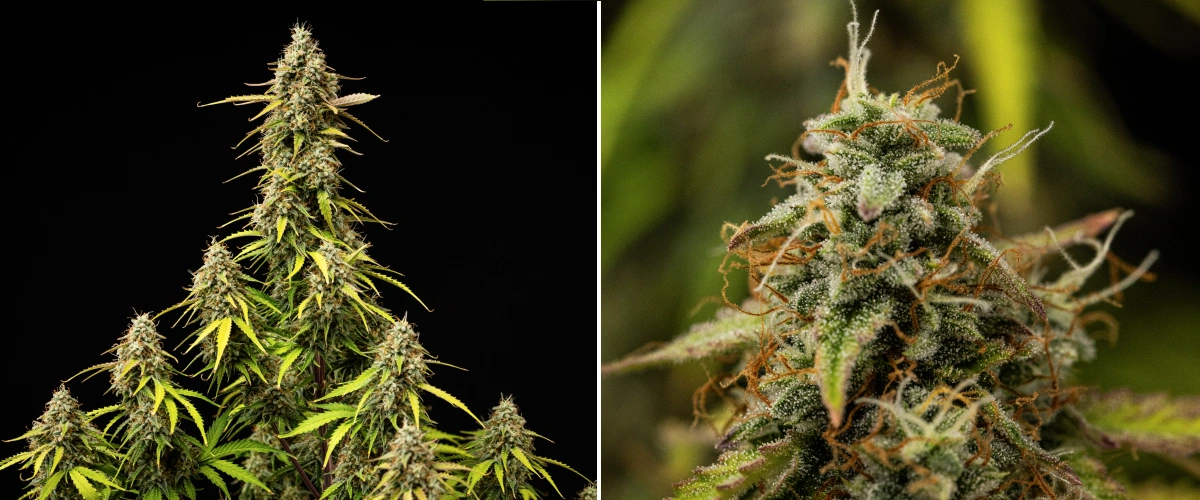 Grow report Atlas F1 : semaine 9, maturation finale Plant de cannabis Atlas F1 pendant la semaine 9 du grow report, montrant des têtes entièrement mûres, une couverture dense de trichomes, des pistils orange, des feuilles qui jaunissent et une floraison mature.