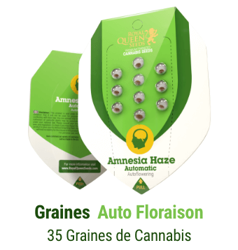 graines-autofloraison-cannabis