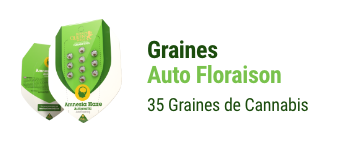 graines-autofloraison-cannabis