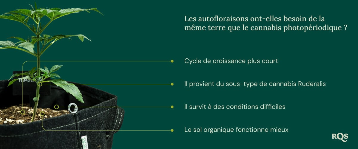 Auto vs photoperiod soil
