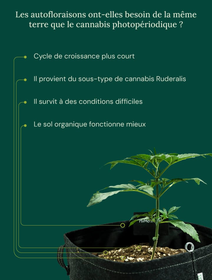 Auto vs photoperiod soil