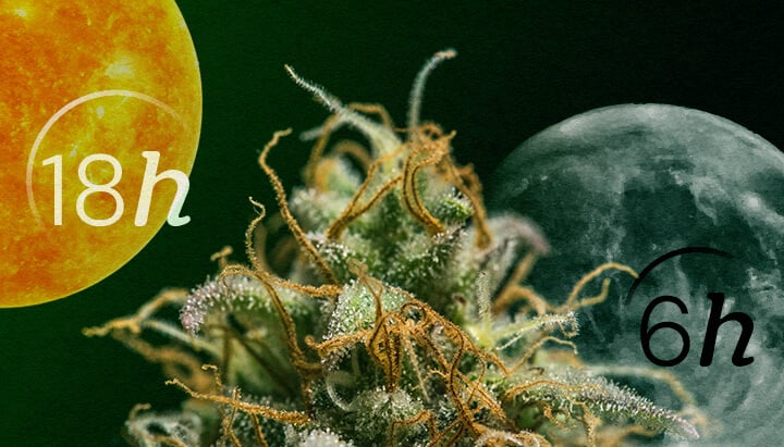 Autofloraison vs. Période de Lumière : Comprendre les Cycles Lumineux du Cannabis Cycles de lumière Autofloraison vs. Période de lumière pour débutants : Comprenez la différence clé dans les besoins d'éclairage pour les phases végétative et de floraison. Visualisez les programmes 18/6 et 12/12 expliqués.