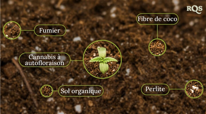 Autoflowering cannabis soil