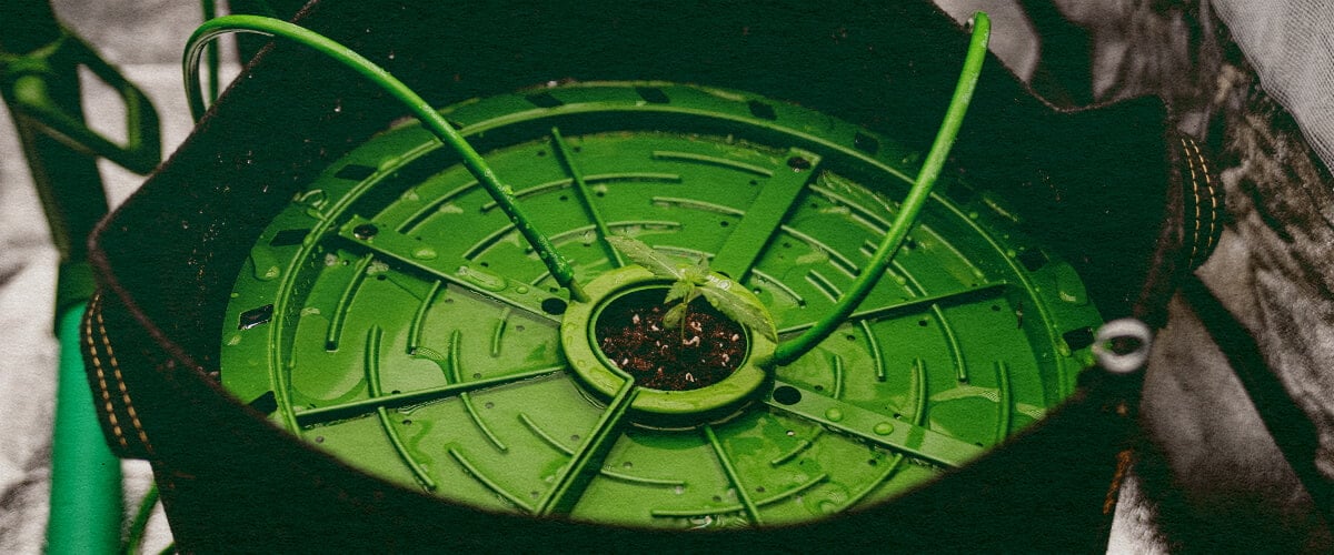 Irrigation Automatisée : Image Système Goutte-à-Goutte Tige de plante de cannabis dans un système d'irrigation par goutte-à-goutte, illustrant l'arrosage automatisé avec un tuyau simple sur un fond vert foncé, idéal pour les guides d'irrigation de cannabis.