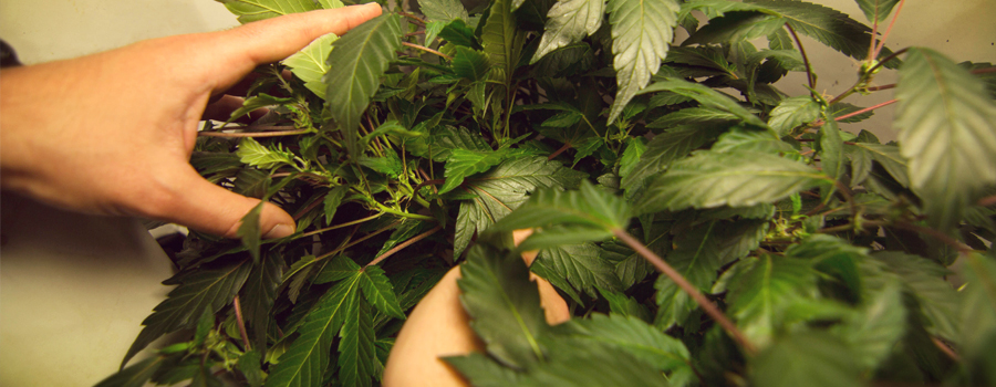 Cintrage des plantes de cannabis