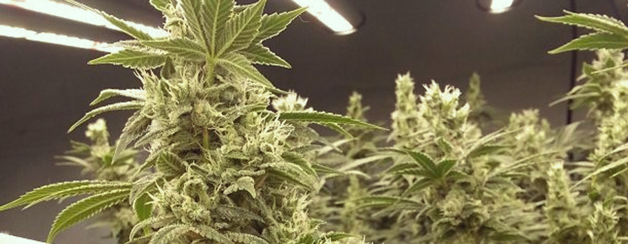 Blue Cheese cannabis insomnia