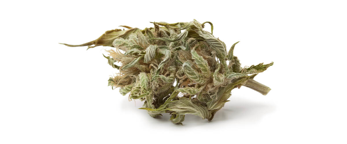 Qu’est-ce que le cannabis de qualité inférieure ? Qu’est-ce que le cannabis de qualité inférieure ?