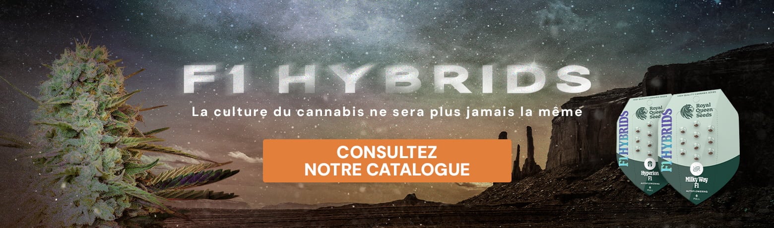 Buy F1 Hybrids Buy F1 Hybrids