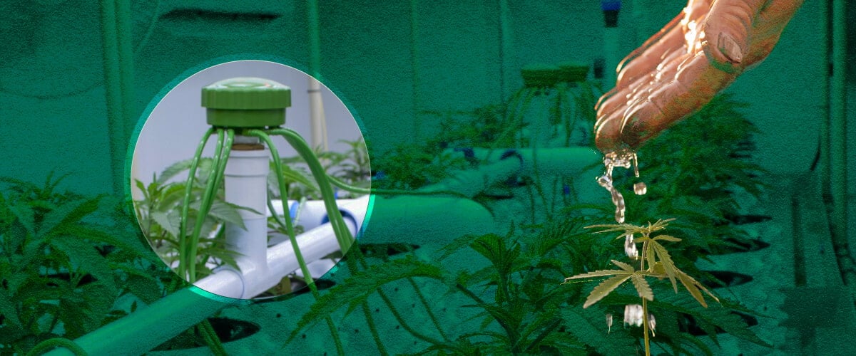 Arrosage de Tente de Culture de Cannabis : Méthodes de Base Visualisées Options d'arrosage de base pour tentes de culture de cannabis : Découvrez des exemples d'arrosage manuel, de systèmes d'alimentation par le haut et de méthodes d'irrigation goutte à goutte pour votre jardin de cannabis intérieur.