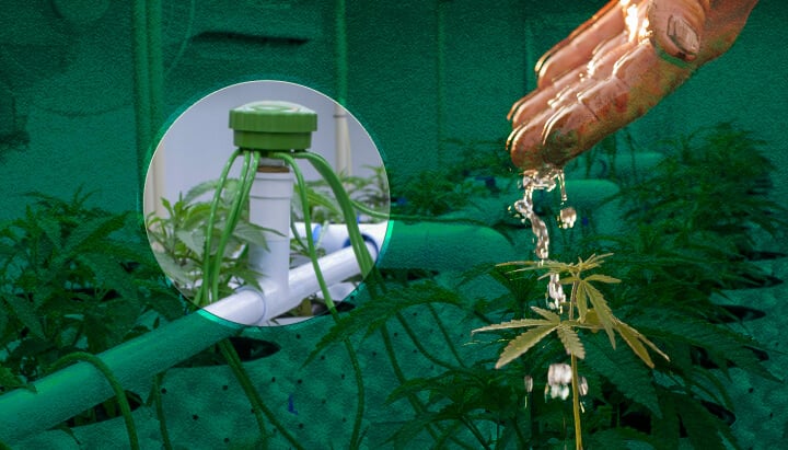 Arrosage de Tente de Culture de Cannabis : Méthodes de Base Visualisées Options d'arrosage de base pour tentes de culture de cannabis : Découvrez des exemples d'arrosage manuel, de systèmes d'alimentation par le haut et de méthodes d'irrigation goutte à goutte pour votre jardin de cannabis intérieur.