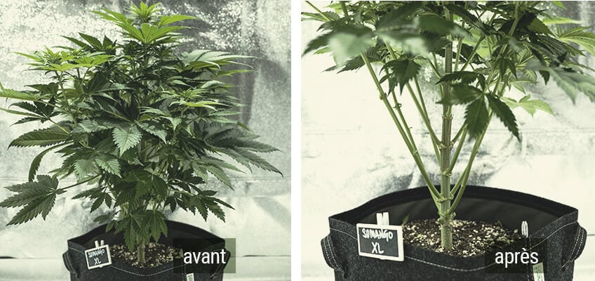 Lollipopping Cannabis Plant avant et après