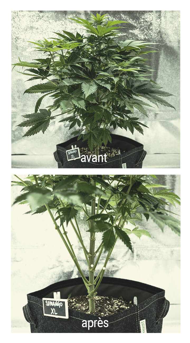 Lollipopping Cannabis Plant avant et après
