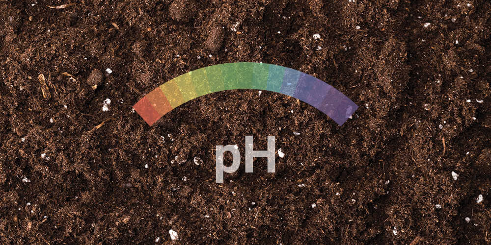 Valeur du pH Valeur du pH