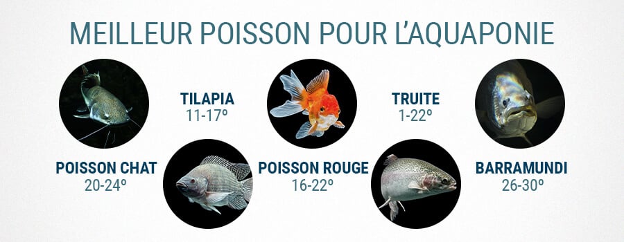 Meilleur Poisson Pour L'Aquaponie Et Le Cannabis