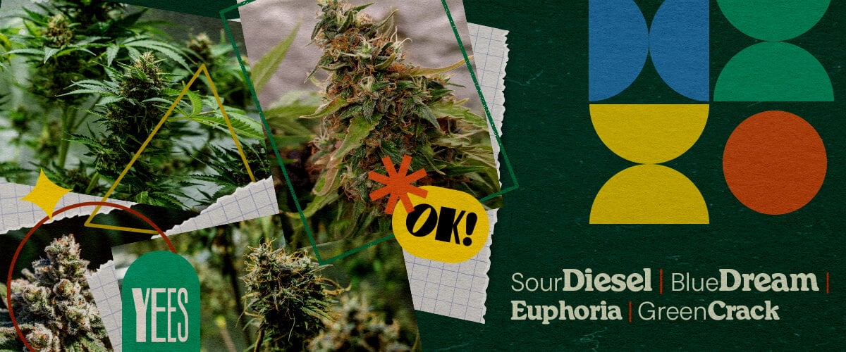 Meilleures Souches de Cannabis pour les Festivals Musicaux Un collage vibrant présentant diverses souches de cannabis comme Sour Diesel, Blue Dream, Euphoria et Green Crack, affichées avec des bourgeons verts luxuriants, sur un fond vert coloré avec des formes géométriques et le mot