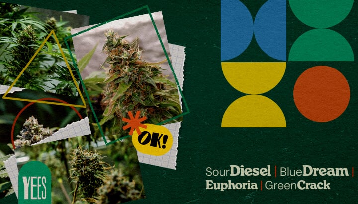 Meilleures Souches de Cannabis pour les Festivals Musicaux Un collage vibrant présentant diverses souches de cannabis comme Sour Diesel, Blue Dream, Euphoria et Green Crack, affichées avec des bourgeons verts luxuriants, sur un fond vert coloré avec des formes géométriques et le mot