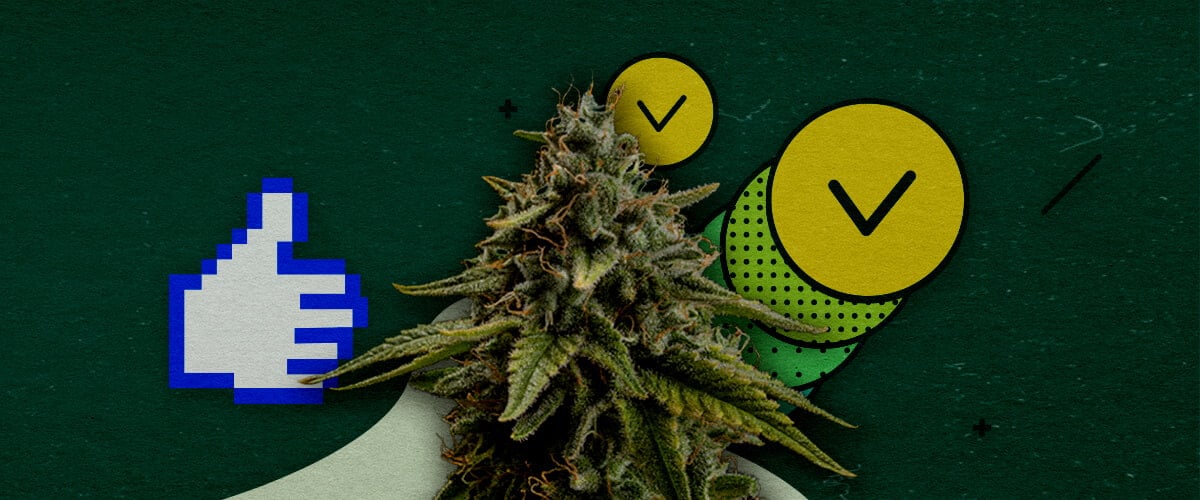 Meilleures Techniques d'Entraînement pour Maximiser le Rendement du Cannabis Un bourgeon de cannabis avec une icône de pouce levé pixelisée et deux cercles avec des coches, symbolisant les techniques d'entraînement approuvées pour maximiser le rendement, sur un fond vert.