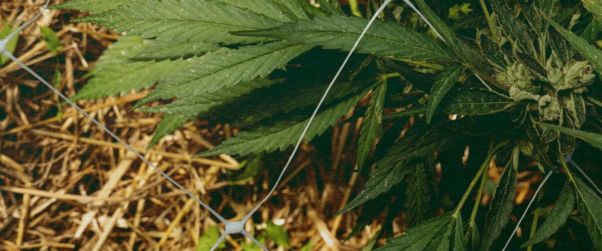 Meilleure Isolation : Paillis pour Cannabis Plante de cannabis avec paillis et filet, mettant en avant l'isolation du sol pour contrôler la température et retenir l'eau, idéale pour des conseils d'efficacité en culture de cannabis.